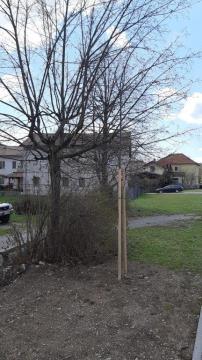 lipe Prečna ulica (1)